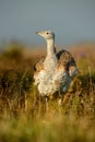 Otis tarda - Great Bustard Royalty Free Stock Photo