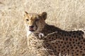 Otjiwarongo: A cheetah close to you and looking at you in the namibian Kalahari Royalty Free Stock Photo