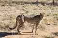 Otjiwarongo: A cheetah close to you and looking at you in the namibian Kalahari Royalty Free Stock Photo