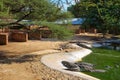 Crocodiles relaxing in an artificial lake at the Crocodile Farm in Namibia