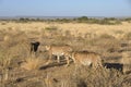 Otjiwarongo: Three cheetahs walking through the namibian Kalahari Royalty Free Stock Photo