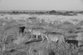 Otjiwarongo: Three cheetahs walking through the namibian Kalahari