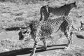 Otjiwarongo: Two cheetahs walking through the namibian Kalahari Royalty Free Stock Photo