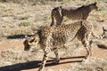 Otjiwarongo: Two cheetahs walking through the Kalahari