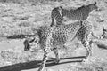 Otjiwarongo: Two cheetahs walking through the namibian Kalahari