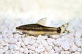 Oto Dwarf Suckermouth otocinclus vittatus algae eater catfish Royalty Free Stock Photo