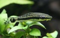 Otocinclus in planted aquarium Royalty Free Stock Photo