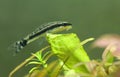 Otocinclus in planted aquarium Royalty Free Stock Photo