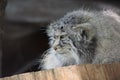 Otocolobus Manul Lying on Wooden Log and Watching Royalty Free Stock Photo