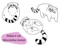 Otocolobus Manul Pallas cat set of outline doodle illustration