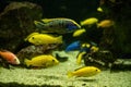 Otopharynx lithobates and electric yellow cichlid swimming underwater