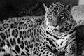 Otorongo Panthera onca Royalty Free Stock Photo