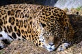 Otorongo Panthera onca Royalty Free Stock Photo
