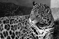 Otorongo Panthera onca Royalty Free Stock Photo