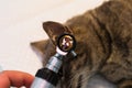 Otoscopic examination of the cat ear with otitis Royalty Free Stock Photo