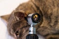Otoscopic examination of the cat ear with otitis Royalty Free Stock Photo