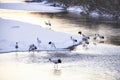 Group of Japanese Red Crown Cranes in the Setsuri River at Otowa Bridge, Kushiro, Hokkaido, Japan Royalty Free Stock Photo