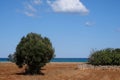 Olive trees in a field near the sea clost to Monopoli in Puglia, South Italy. Royalty Free Stock Photo