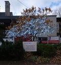 Covid 19 remembrance tree in Ottawa