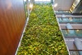 A living green plant wall in Ottawa, Canada