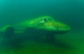 Ottawa OH - August 3rd 2022: Fuselage of a sunken airplane used for SCUBA diving