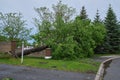 Uprooted tree in Ottawa suburb after derecho thunderstorm