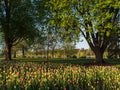 Ottawa Tulip Festival at Dow\'s Lake Royalty Free Stock Photo