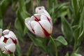 Ottawa Tulip Festival Royalty Free Stock Photo