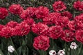 Ottawa Tulip Festival Royalty Free Stock Photo