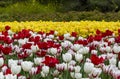 Ottawa Tulip Festival Royalty Free Stock Photo