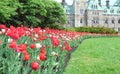 Ottawa tulip festival, Parliament Building with many tulips in the foreground, Parliament Hill. Selective focus.