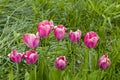 Ottawa Tulip Festival Royalty Free Stock Photo