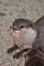 Otter