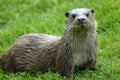Otter Royalty Free Stock Photo