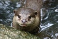 Otter Royalty Free Stock Photo