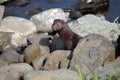 Otter Royalty Free Stock Photo