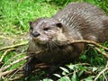 Otter Royalty Free Stock Photo