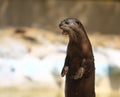Otter Royalty Free Stock Photo