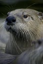 Otter Royalty Free Stock Photo