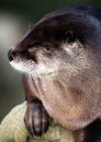 Otter Royalty Free Stock Photo