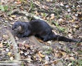 Otter animal stock photo. Otter animal close-up profile view resting in a bed of foliage