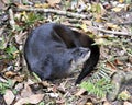 Otter animal stock photo. Otter animal close-up profile view resting in a bed of foliage