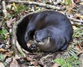 Otter animal stock photo. Otter animal close-up profile view resting in a bed of foliage