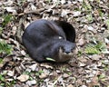 Otter animal Stock Photos. Otter animal close-up profile view resting on brown leaves and foliage. Image. Portrait. Picture.