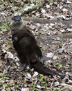 Otter animal Stock Photos. Otter animal close-up profile view resting on its back. Image. Portrait. Picture. Photo