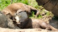 An Otter Bask In The Afternoon Sun