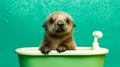 An otter in the bathroom on a green background Royalty Free Stock Photo