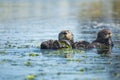 Otter Buddies