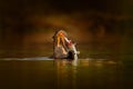 Otter with catch fish. Giant Otter, Pteronura brasiliensis, portrait in the river water level, Rio Negro, Pantanal, Brazil. Wildli Royalty Free Stock Photo