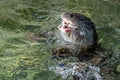 Otter catching a fish in the river Royalty Free Stock Photo